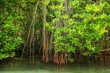 mangrove biome mangrove forest or mangal