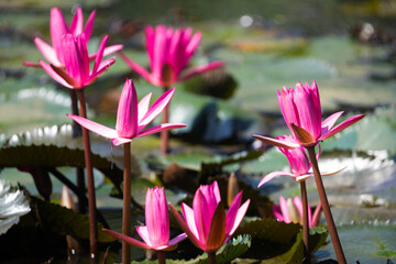 Panoramic of blooming Lotus flower