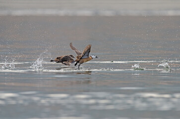 White-headed Ducks (Oxyura leucocephala) taking off in Lake Burdur.
