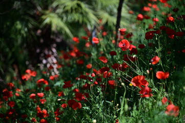red poppies in the field