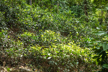 Obraz premium high mountain tea plantation in Sri Lanka