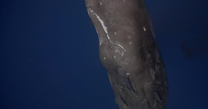 A remarkable display of sperm whales defecation socializing in a vertical stance with open mouths, showcasing intricate social dynamics of these majestic marine beings. unique sperm whale interaction