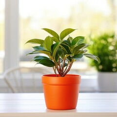 Fototapeta premium A small potted plant on a white table with a blurred background