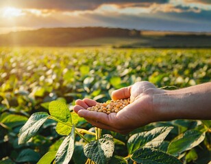 Firefly soya beans field on sunlight on the background, hand with soya on the foreground - obrazy, fototapety, plakaty