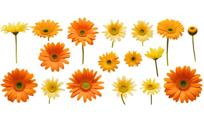 set of yellow and orange daisy flower heads isolated on a transparent background , Marigold flowers, PNG.