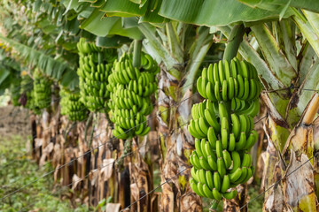 Green tropical banana fruits close-up on banana plantation