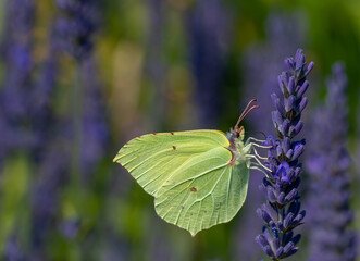 Zitronenfalter am Lavendel