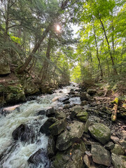 Naklejka na ściany i meble A stream in the forest with trees