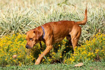 Typical stray dog known as 