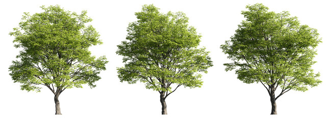 Celtis sinensis trees, realistic 3D rendering, for illustration, digital composition & architecture visualization - obrazy, fototapety, plakaty