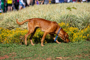 Typical stray dog known as 