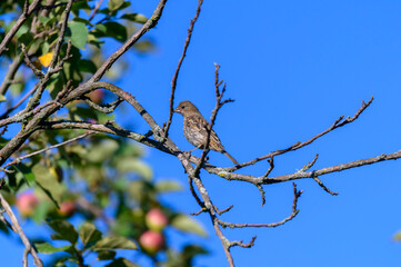 A Female House Finch on Mission Point Peninsula, near Traverse City, Michigan.