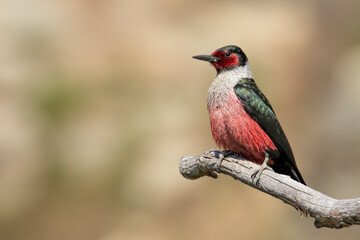 Lewis's Woodpecker Poses on Branch