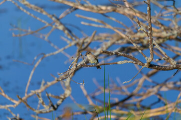 An Eastern Phoebe at Arcadia Marsh, in Arcadia, Michigan.