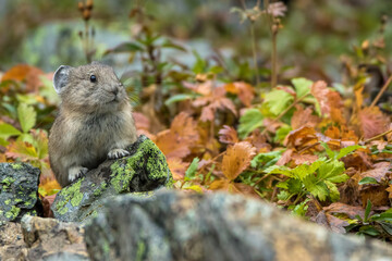 American Pika in Fall Foliage