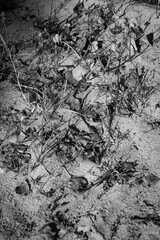 Fallen dried yellow leaves on the ground in autumn. Autumn colors, the season of falling leaves, the change of seasons, the revival of trees. Black and white photo