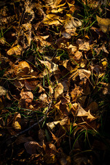 Fallen dried yellow leaves on the ground in autumn. Autumn colors, the season of falling leaves, the change of seasons, the rebirth of trees.
