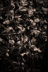 Fallen dried yellow leaves on the ground in autumn. Autumn colors, the season of falling leaves, the change of seasons, the revival of trees. Black and white photo