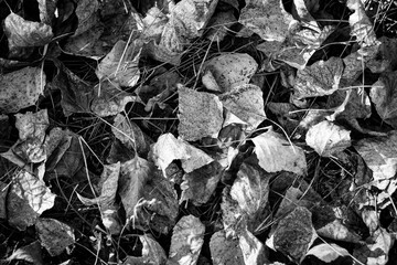 Fallen dried yellow leaves on the ground in autumn. Autumn colors, the season of falling leaves, the change of seasons, the revival of trees. Black and white photo