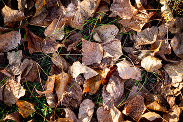 Fallen dried yellow leaves on the ground in autumn. Autumn colors, the season of falling leaves, the change of seasons, the rebirth of trees.