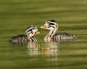 Baby Red-necked Grebes