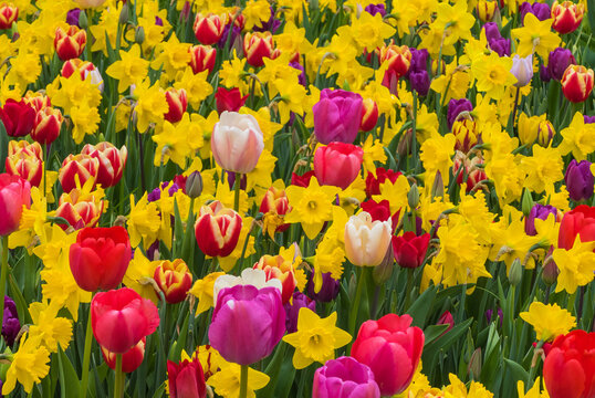 Bunte Fr&uuml;hlingswiese mit Tulpen und Narzissen
