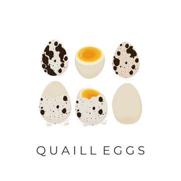 Boiled Quail egg vector illustration logo