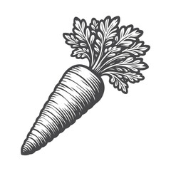 Carrot with foliage on white background. Vector illustration