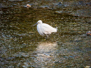 冬の川で獲物を探すサギくん