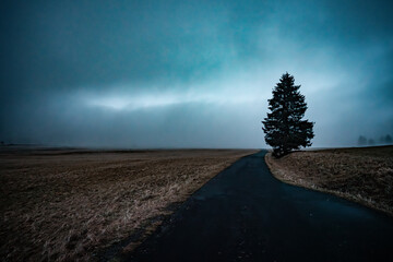 Strasse und Baum im Nebel  - obrazy, fototapety, plakaty