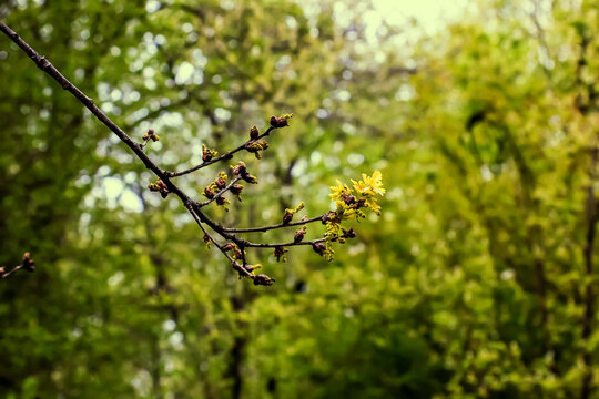 Sessile oak or Quercus petraea new springtime foliage and male catkins