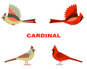 ショウジョウカンコウチョウのベクターイラスト