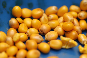 Close-up of yellow corn kernels on a blue background