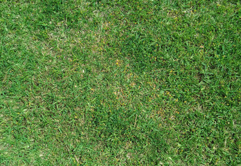 Green natural fresh and dry garden lawn grass texture or background top view. Yard ground covered with groundcover plant overhead view.