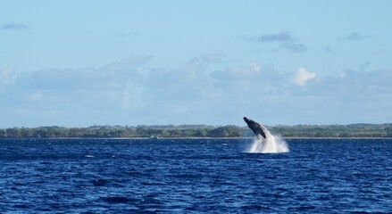 Fototapeta premium Humpback Whale