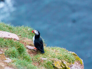 puffin, Iceland