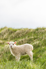 young lambs near Skogafoss waterfall, Iceland