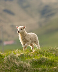 young lambs near Skogafoss waterfall, Iceland