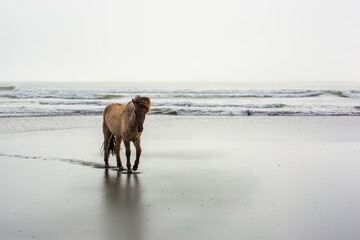 wild icelandic pony on the beach