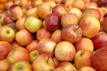 A large collection of ripe red and yellow apples. These fresh fruits are on display at a market, fresh from the apple orchard. 