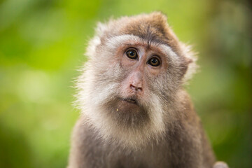 Obraz premium Monkeys, Ubud, Bali