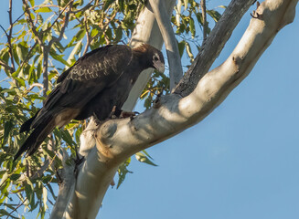 The wedge-tailed eagle (Aquila audax)