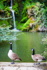 Obraz premium Couple of Canada geese on the grass in Park Bagatelle, Paris, France