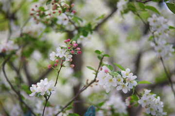 Beautiful white apple tree in full bloom