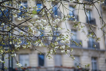 Beautiful white apple tree in full bloom