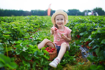Adorable preschooler girl picking fresh organic strawberries on farm