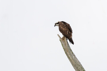Fototapeta premium Osprey (Pandion haliaetus)