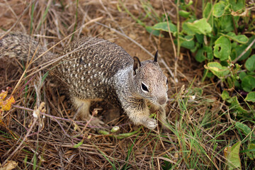 A cute California Ground Squirrel in the grass.
