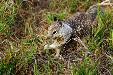 Naklejka na ściany i meble A cute California Ground Squirrel holding and eating blades of grass.