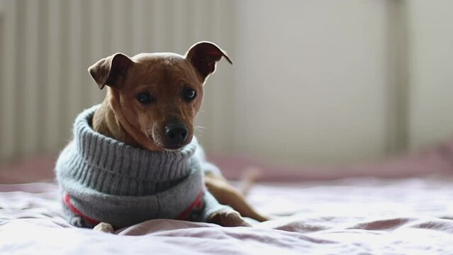 A beautiful purebred brown pygmy pinscher in a gray christmas sweater lies resting on the bed